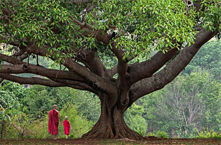 The link between the origin of Buddhism and the fruit of Bodhi